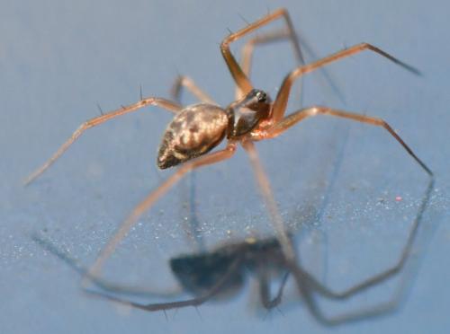 Réf. 294 340 : Tenuiphantes sp.